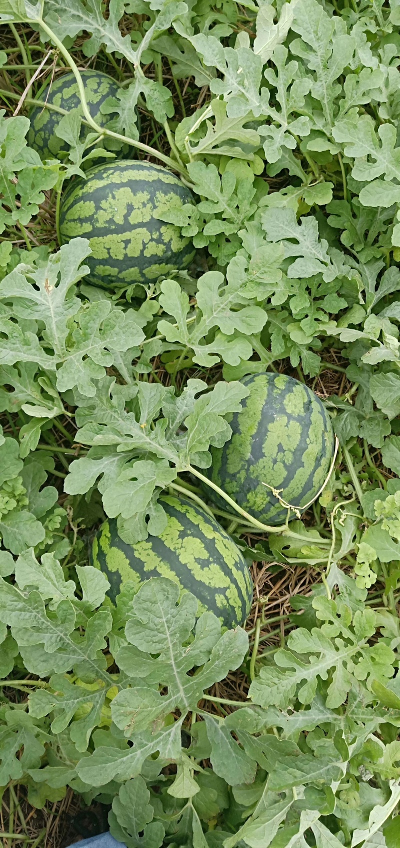 【推荐】西瓜🍉精品通货都有产地直发有需要联系