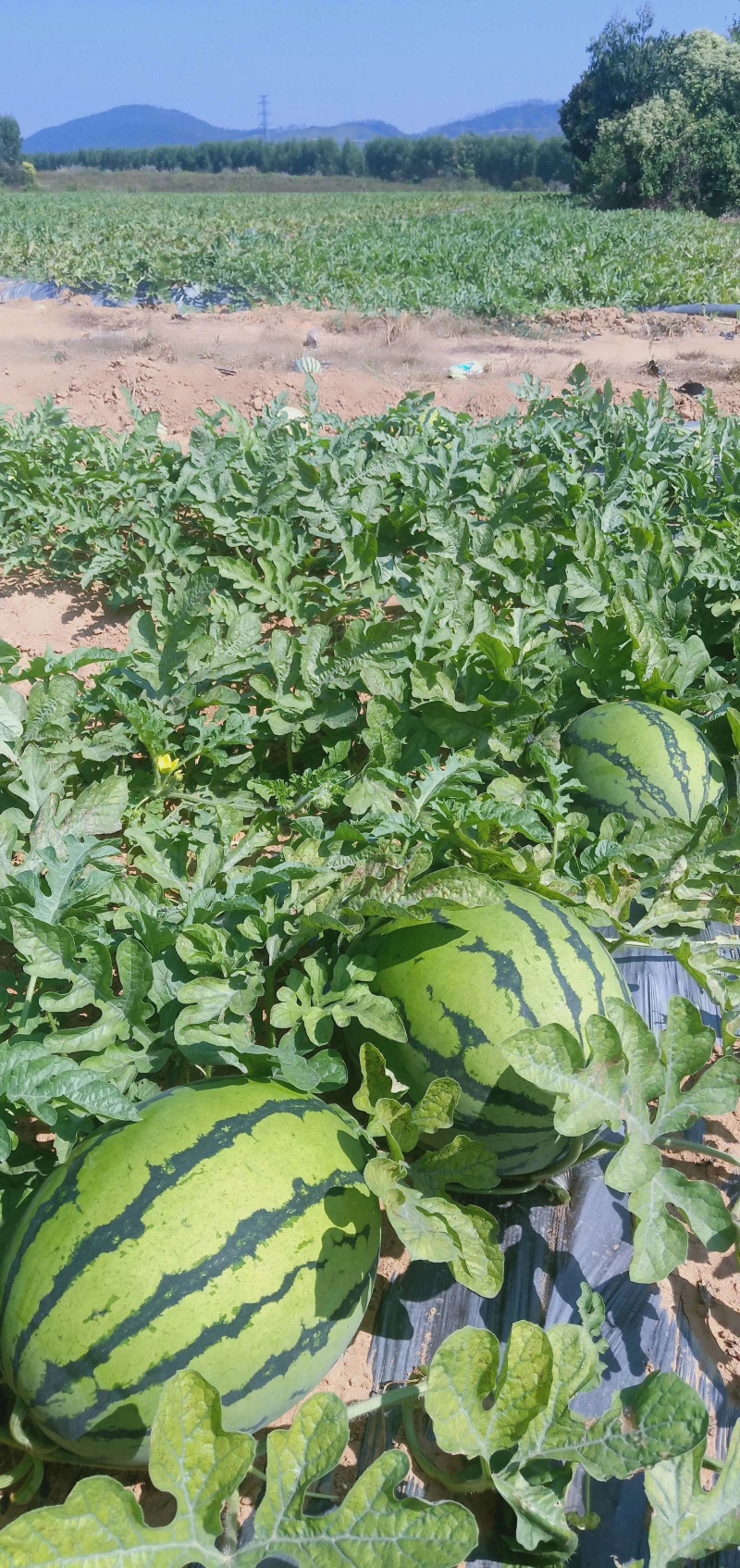 【推荐】西瓜🍉精品通货都有产地直发有需要联系