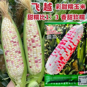 中田金品飞越彩甜糯玉米种子大棒甜糯鲜食彩玉米种子香甜软糯