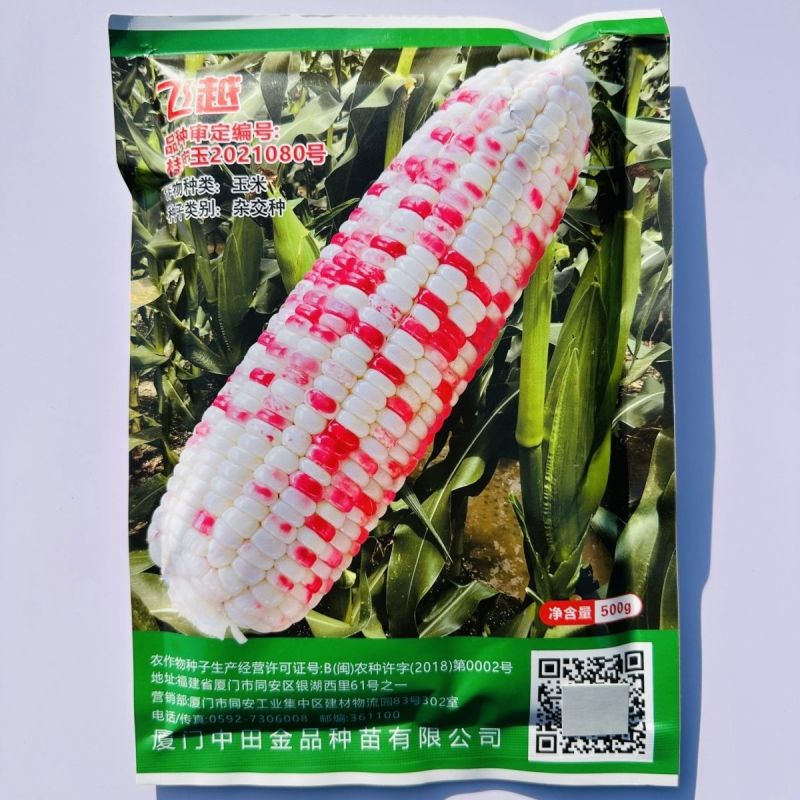 中田金品飞越彩甜糯玉米种子大棒甜糯鲜食彩玉米种子香甜软糯