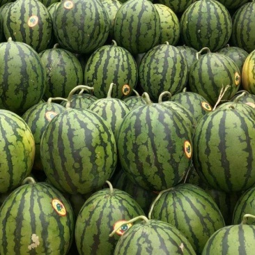 【推荐】西瓜🍉精品通货都有产地直发有需要联系