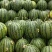 【推荐】西瓜🍉精品通货都有产地直发有需要联系
