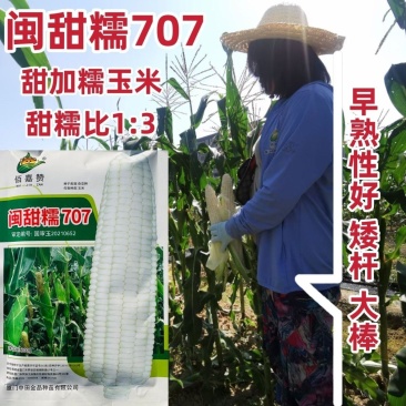 闽甜糯707甜糯玉米种子矮杆早熟大棒鲜食糯玉米种子春秋