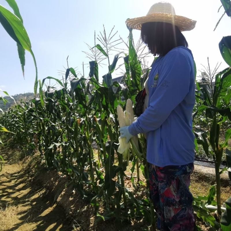 闽甜糯707甜糯玉米种子矮杆早熟大棒鲜食糯玉米种子春秋