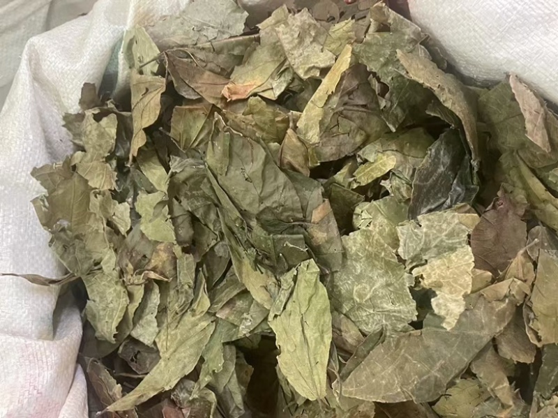 布渣叶