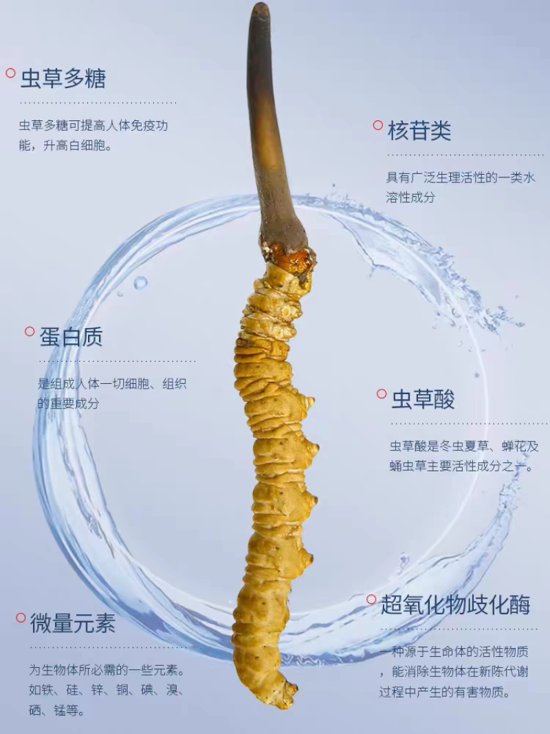 冬草夏草
