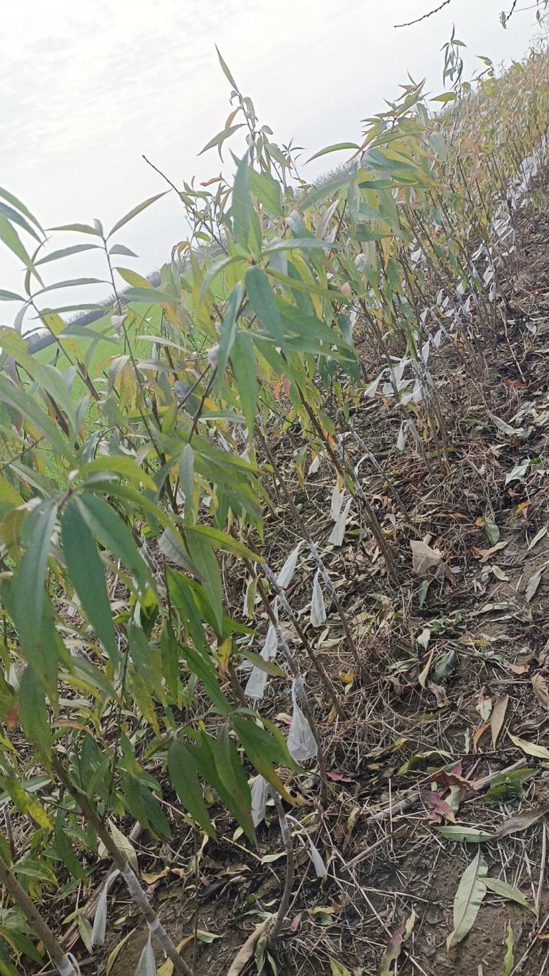 出售成品苗毛桃苗