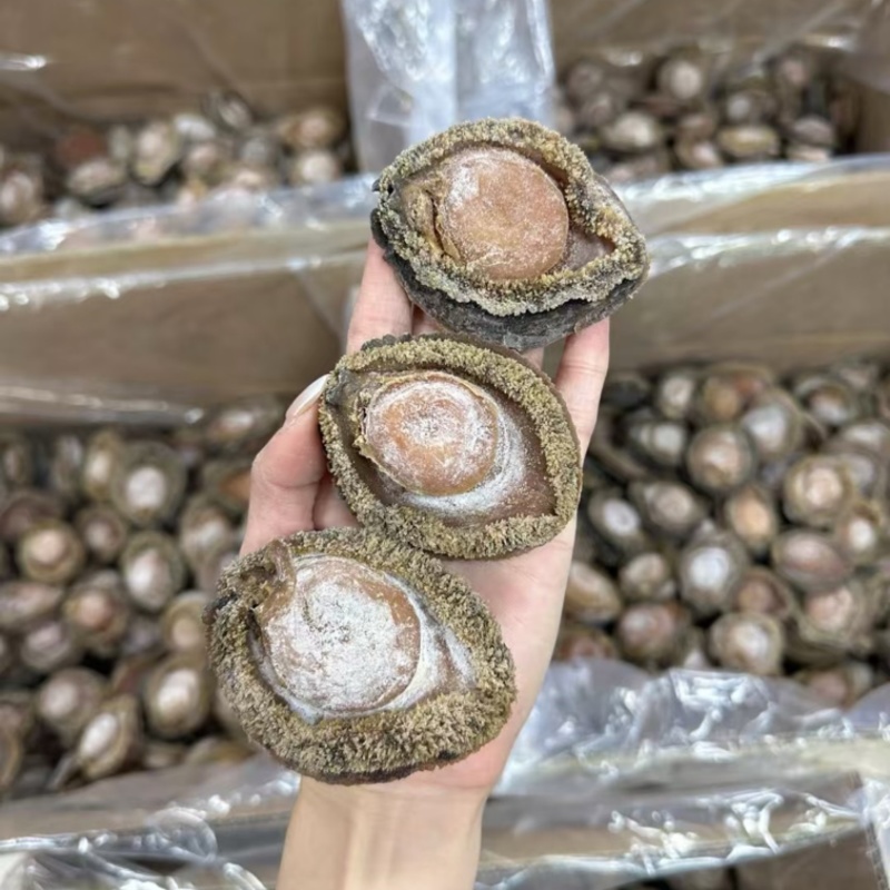 南非鲍鱼青鲍鱼溏心陈年老鲍批发价送礼鲍鱼
