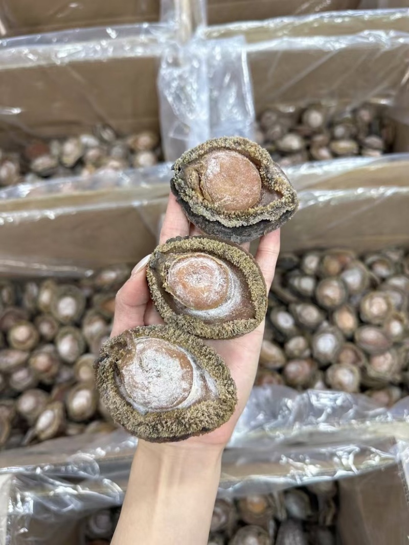 南非鲍鱼青鲍鱼溏心陈年老鲍批发价送礼鲍鱼
