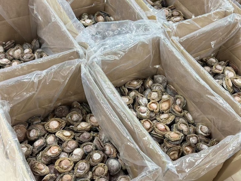 南非鲍鱼青鲍鱼溏心陈年老鲍批发价送礼鲍鱼