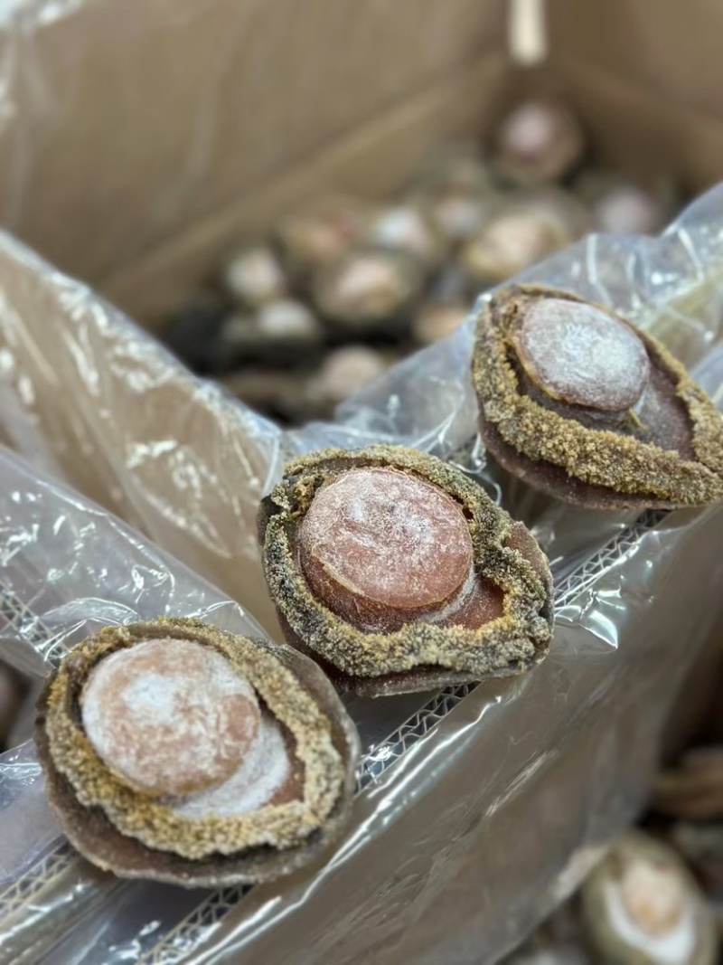 南非鲍鱼青鲍鱼溏心陈年老鲍批发价送礼鲍鱼