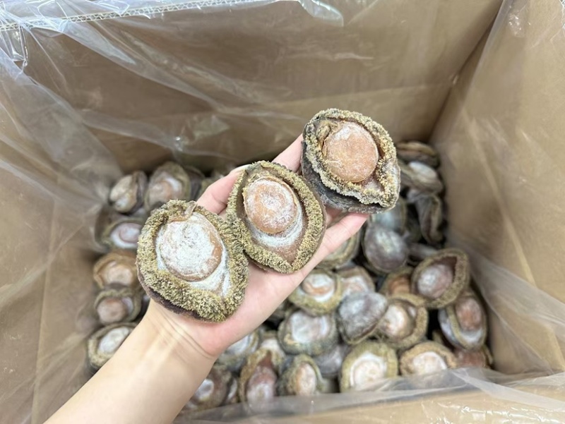 南非鲍鱼青鲍鱼溏心陈年老鲍批发价送礼鲍鱼