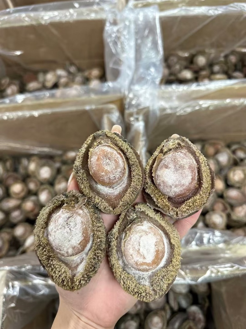 南非鲍鱼青鲍鱼溏心陈年老鲍批发价送礼鲍鱼
