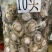 南非鲍鱼青鲍鱼溏心陈年老鲍批发价送礼鲍鱼