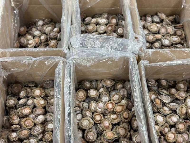 南非鲍鱼青鲍鱼溏心陈年老鲍批发价送礼鲍鱼