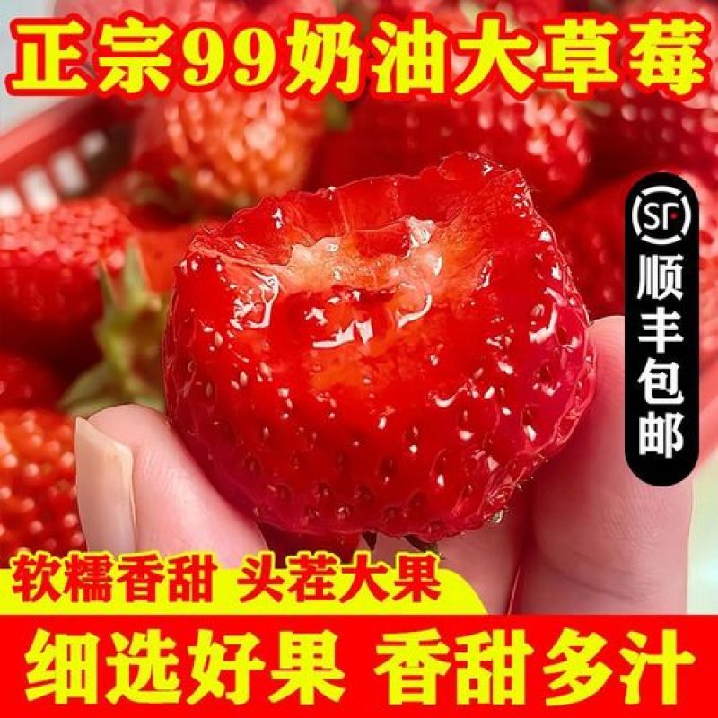 大凉山红颜草莓一件代发品质保障坏果包赔欢迎咨询