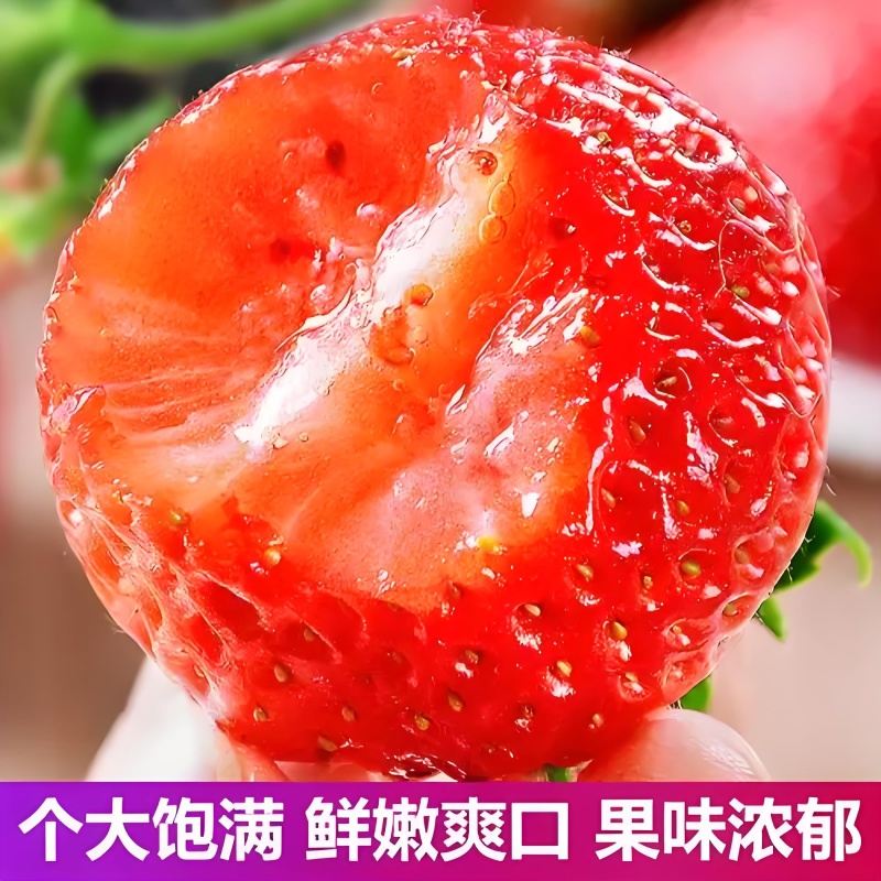 大凉山红颜草莓一件代发品质保障坏果包赔欢迎咨询