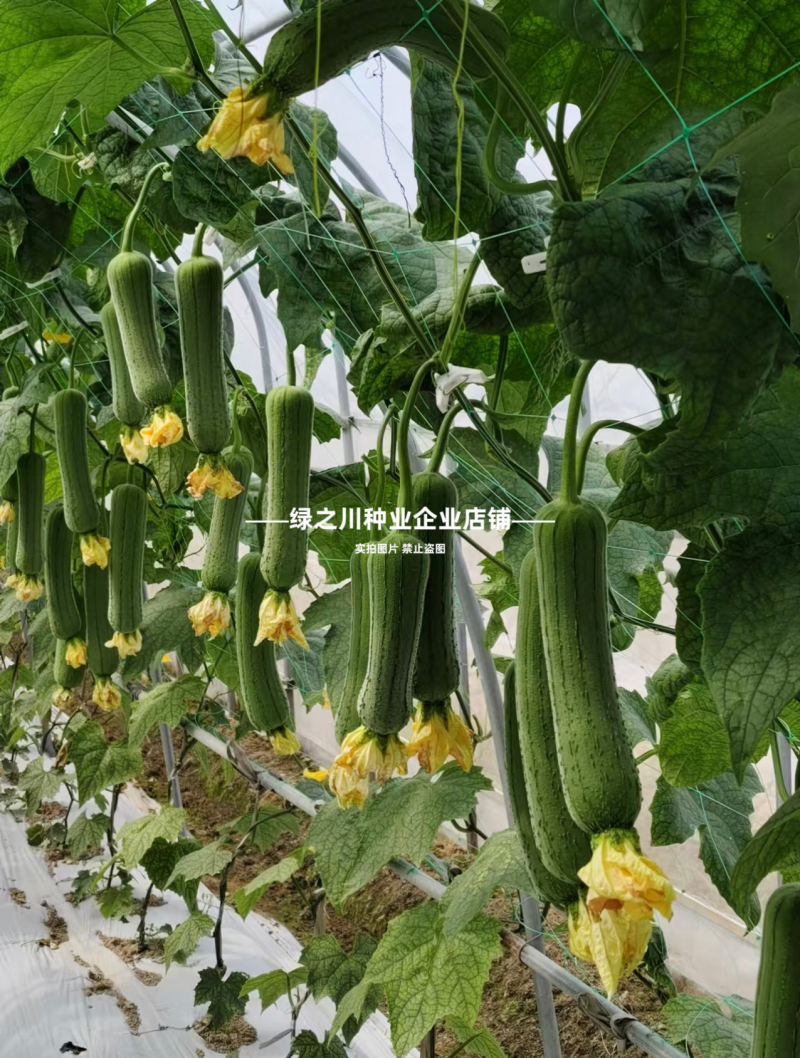 优佳肉丝瓜种子杂交一代新品种早熟耐热耐湿肉丝瓜种籽