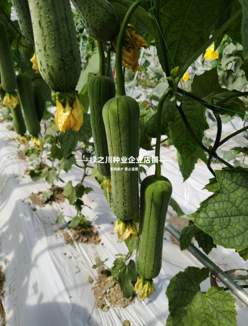 优佳肉丝瓜种子杂交一代新品种早熟耐热耐湿肉丝瓜种籽
