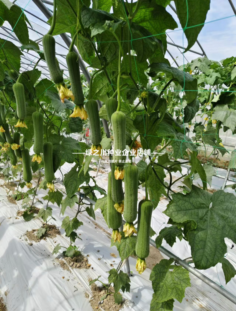 优佳肉丝瓜种子杂交一代新品种早熟耐热耐湿肉丝瓜种籽