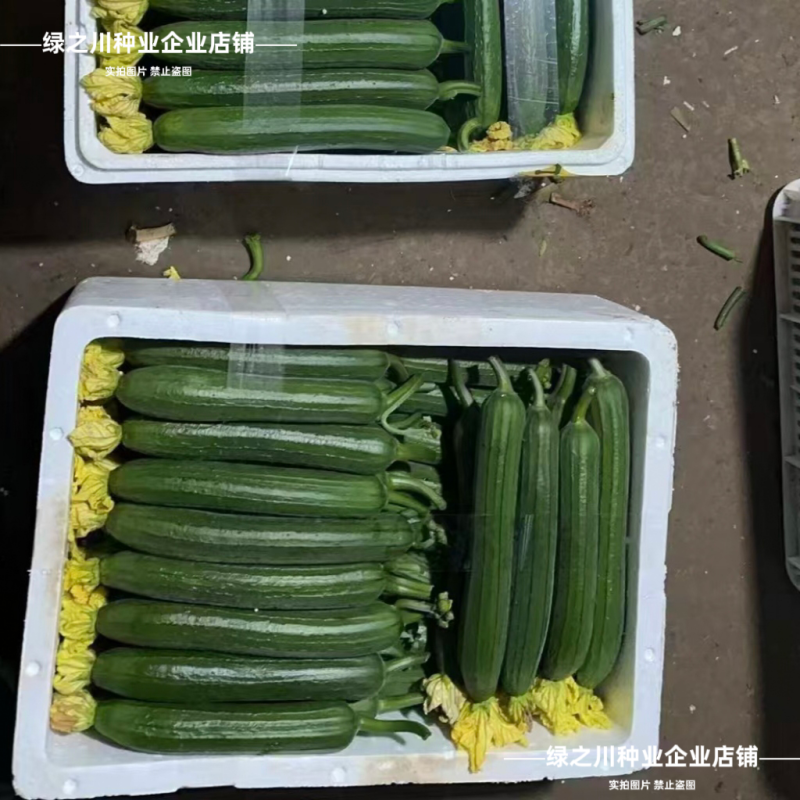 玉佳人丝瓜种子高产短棒油亮香丝瓜种子油绿杂交早熟油皮