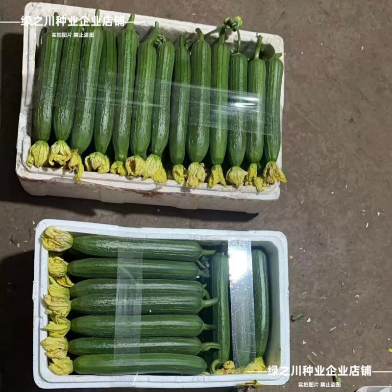 玉佳人丝瓜种子高产短棒油亮香丝瓜种子油绿杂交早熟油皮