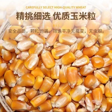 精品干玉米粒，产地直供大量现货，鸡鸭鹅饲料，品质好价格低