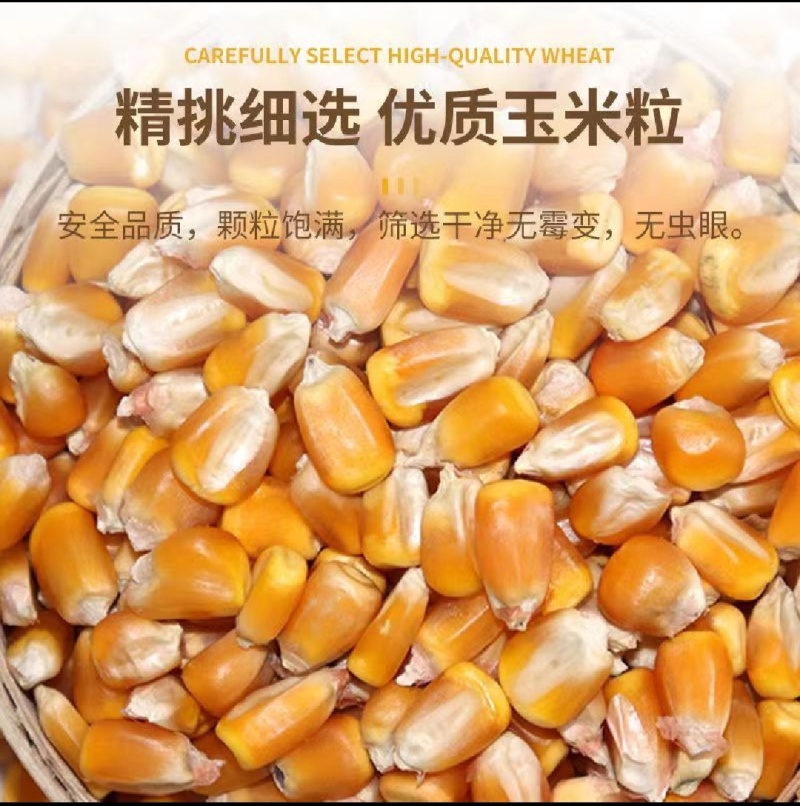精品干玉米粒，产地直供大量现货，鸡鸭鹅饲料，品质好价格低