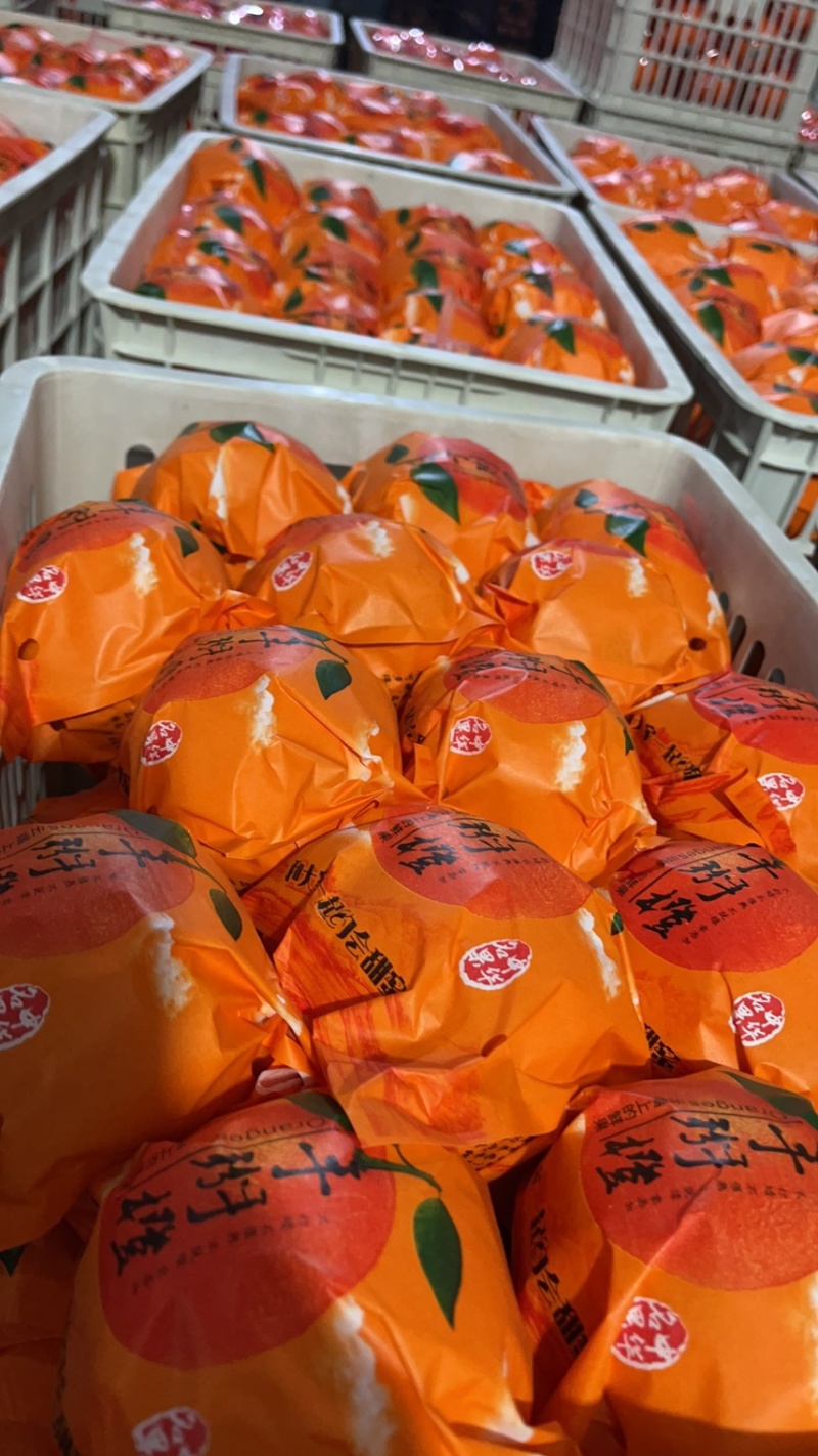 精品纽荷尔，长虹，元红、九月红等基地种植，专业代办代发。