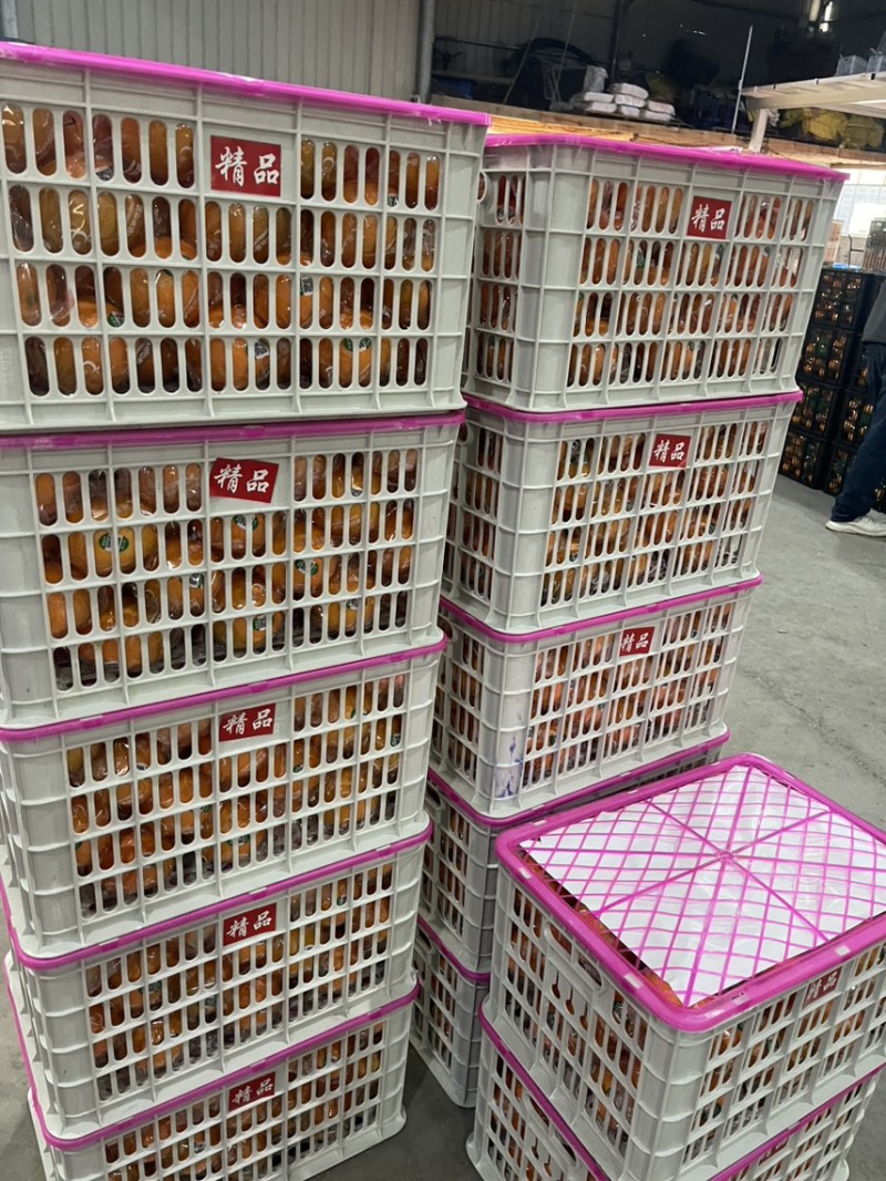 精品纽荷尔，长虹，元红、九月红等基地种植，专业代办代发。
