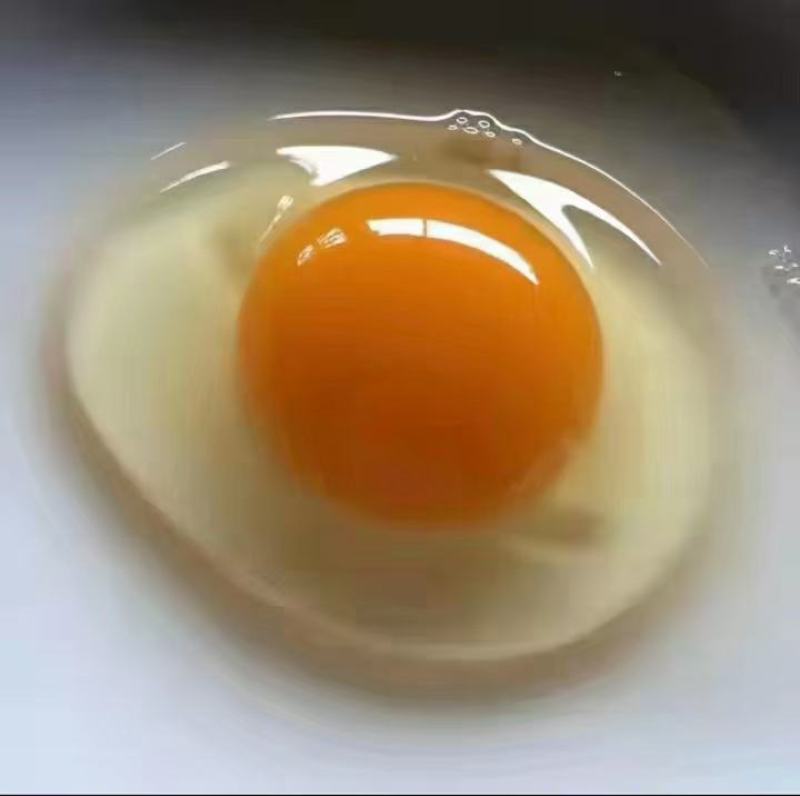 贵州省惠水无公害无抗粉壳鸡蛋