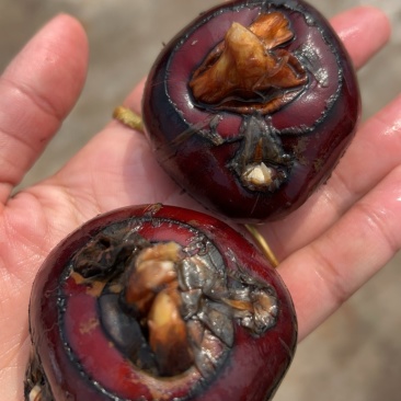 芜湖万亩基地精品马蹄～荸荠大量上市，品质好，口感脆甜……