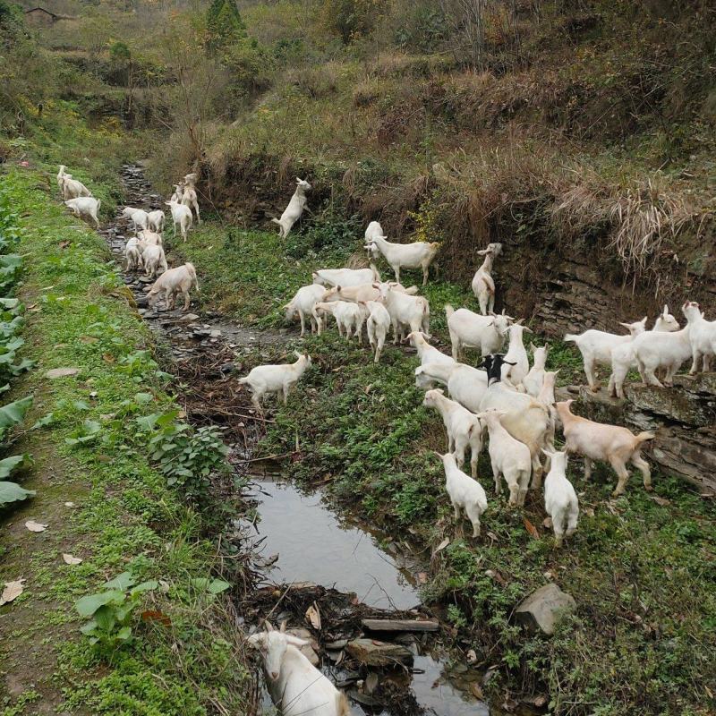 陕南白山羊，孕羊，种公，小羊羔