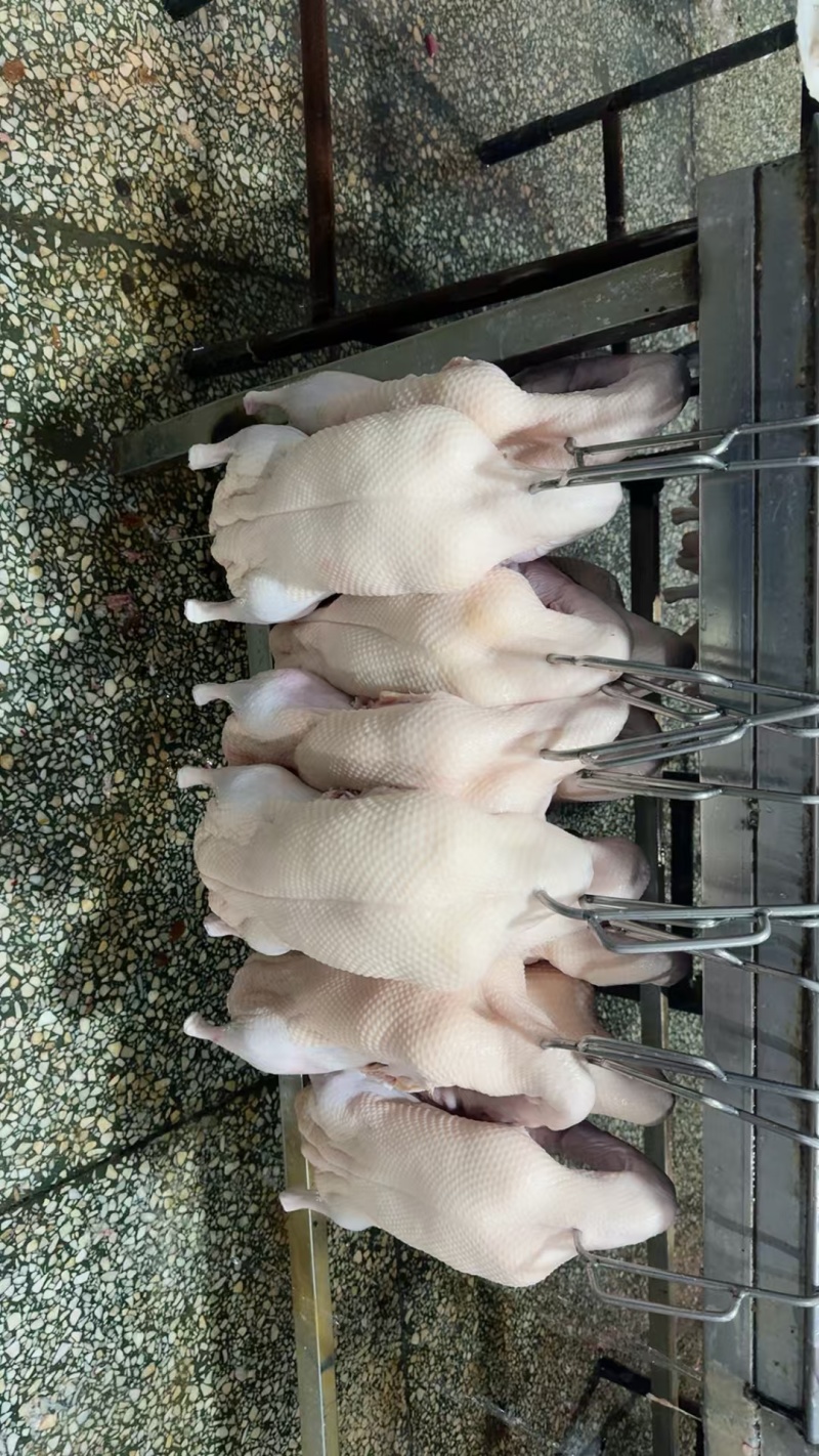 北京四系烤制性鸭坯，酥不腻产地直供欢迎联系