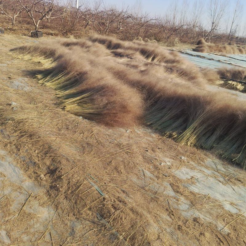 粉黛干花