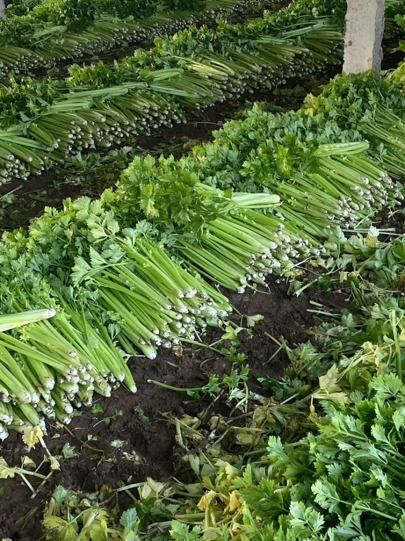 诸城原产地精品细颗西芹大量上市，货源充足，质量保证