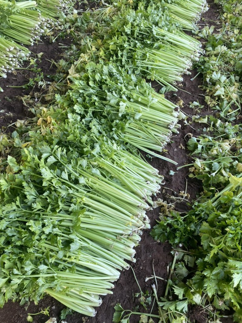 诸城原产地精品细颗西芹大量上市，货源充足，质量保证