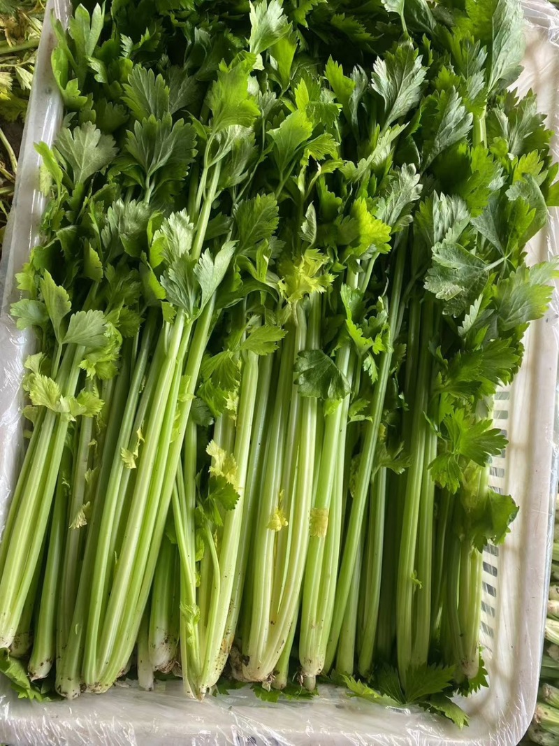 诸城原产地精品细颗西芹大量上市，货源充足，质量保证