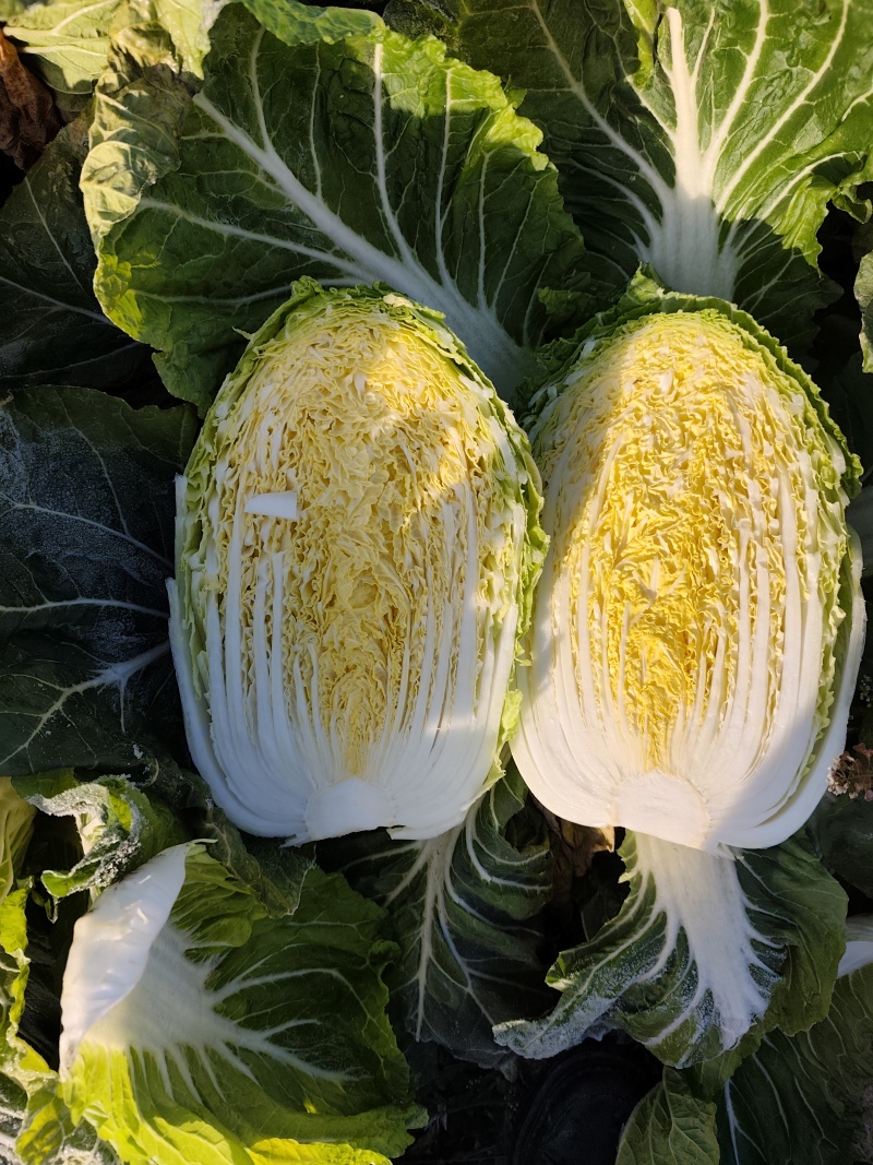 黄心菜，青杂三号白菜大量上市