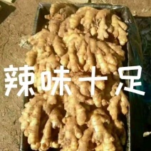 广东生姜小黄姜（一手货原\产地发货）（坏烂包赔）保质保量