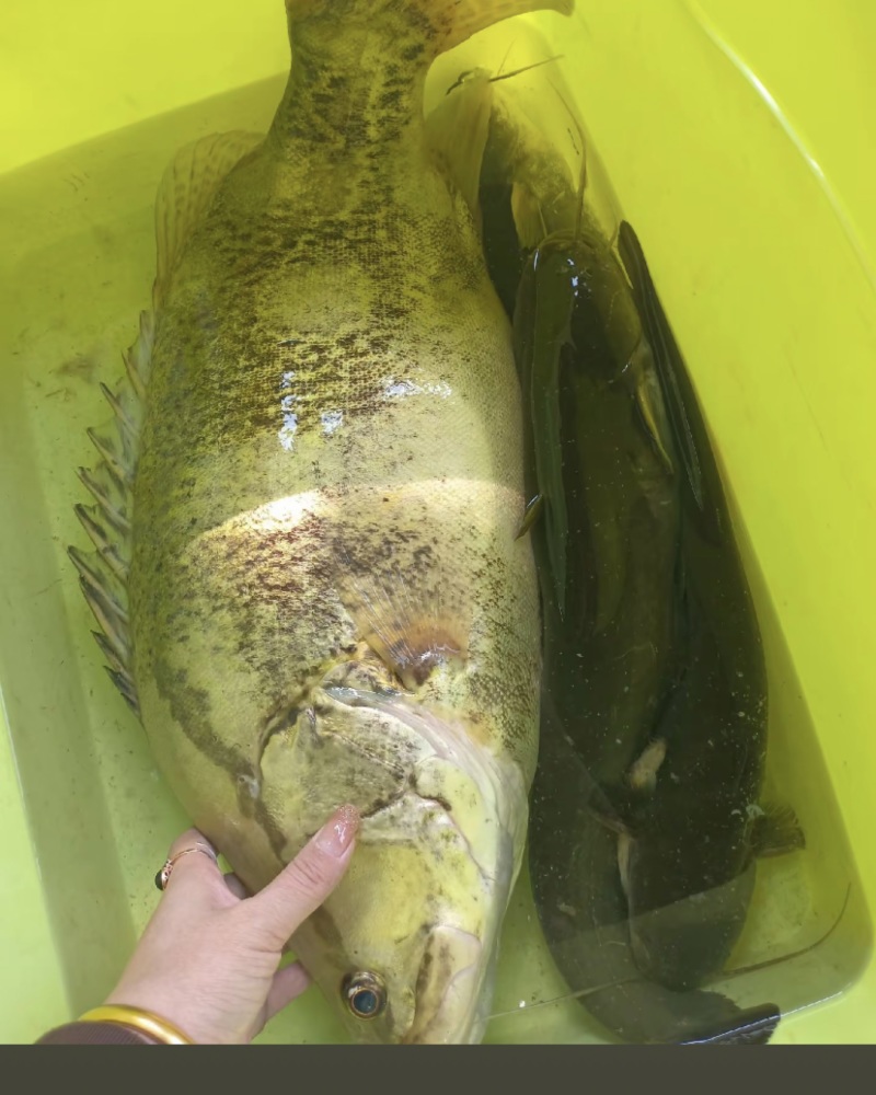 桂鱼