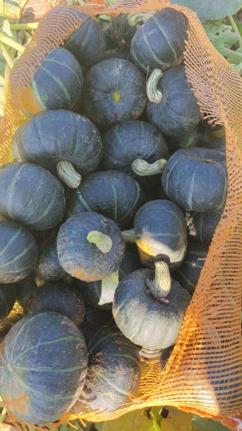 全年供应贝贝南瓜，支持一件代发业务，保证质量，
