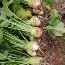 大头菜