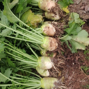 大头菜