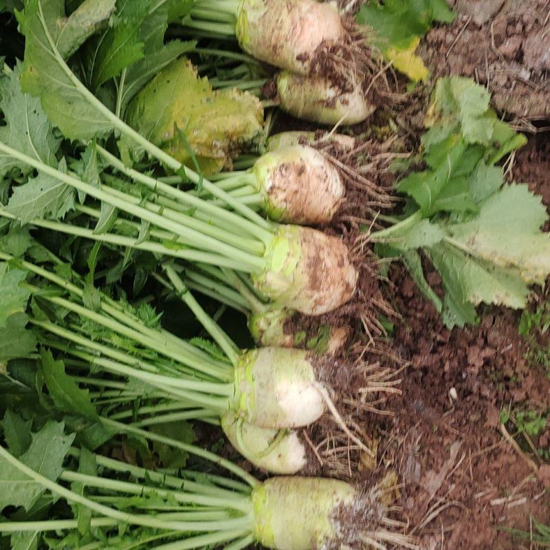大头菜