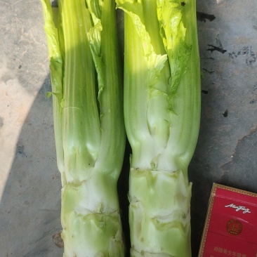 棒菜