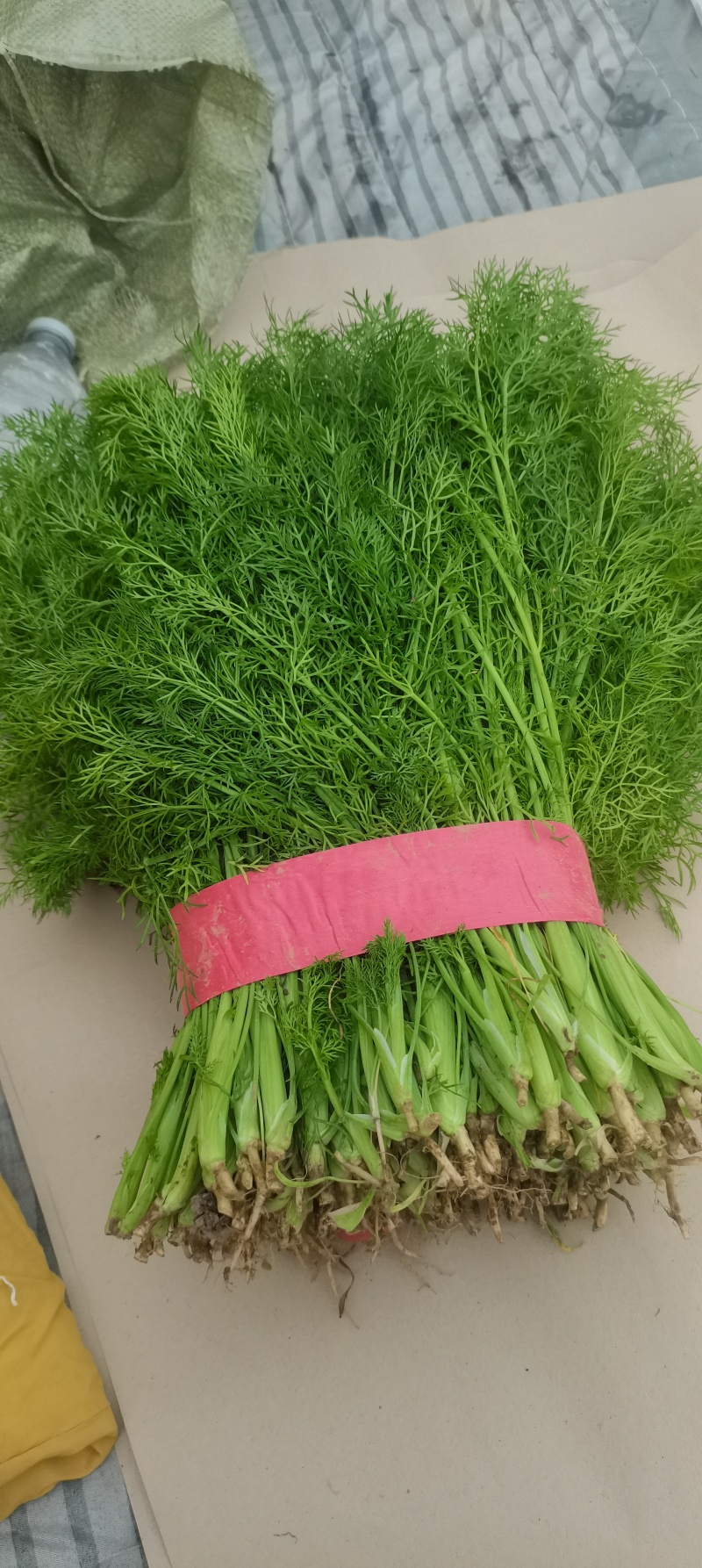小茴香河北邢台石家庄茴香25cm-35左右割拔都行