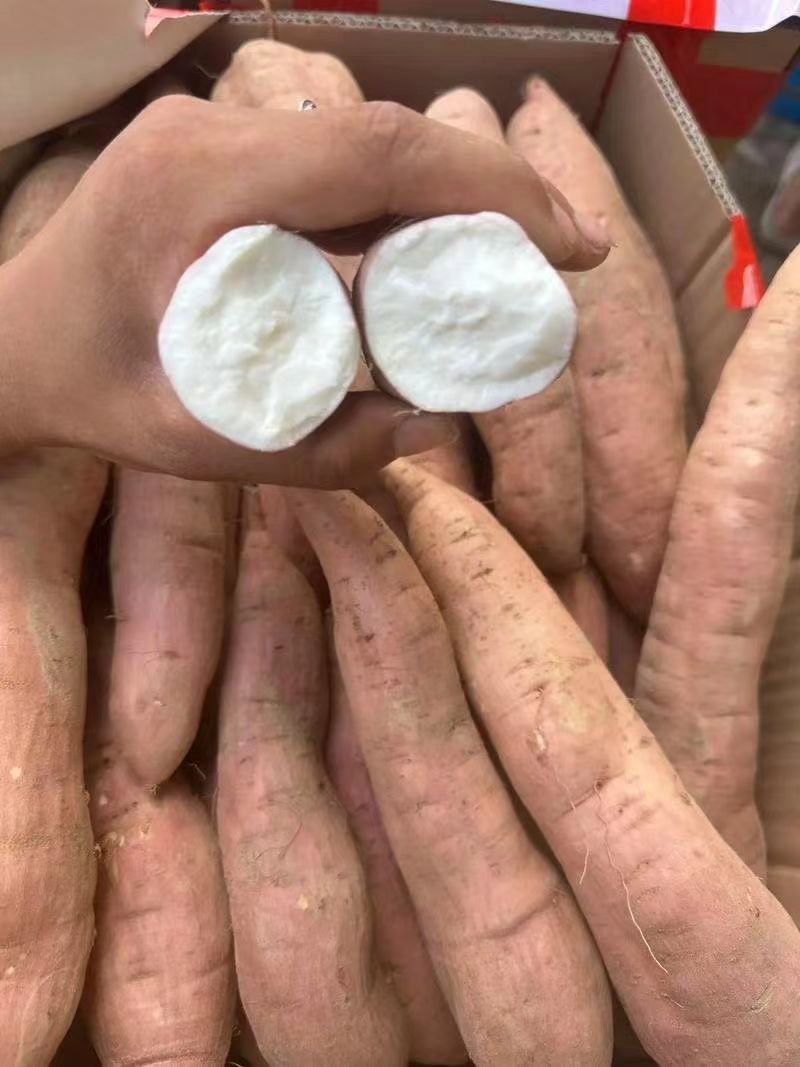 河北！沙地白哈密红薯条形好口感软糯甜可对接电商团批发商！