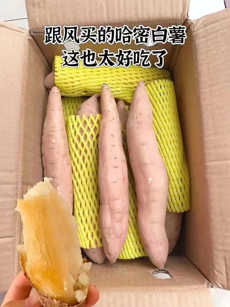河北！沙地白哈密红薯条形好口感软糯甜可对接电商团批发商！