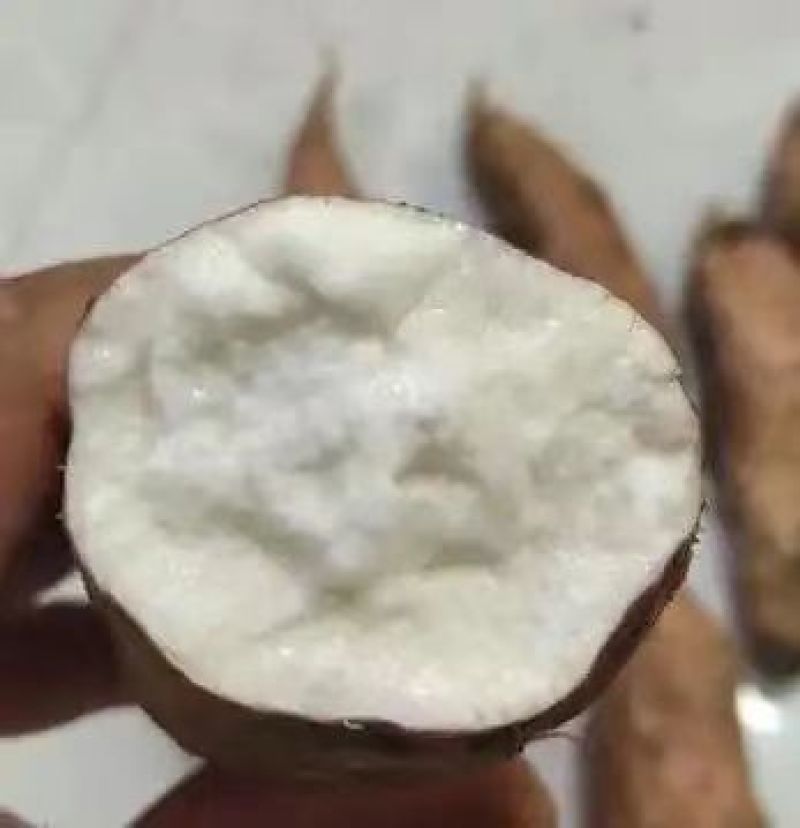 河北！沙地白哈密红薯条形好口感软糯甜可对接电商团批发商！